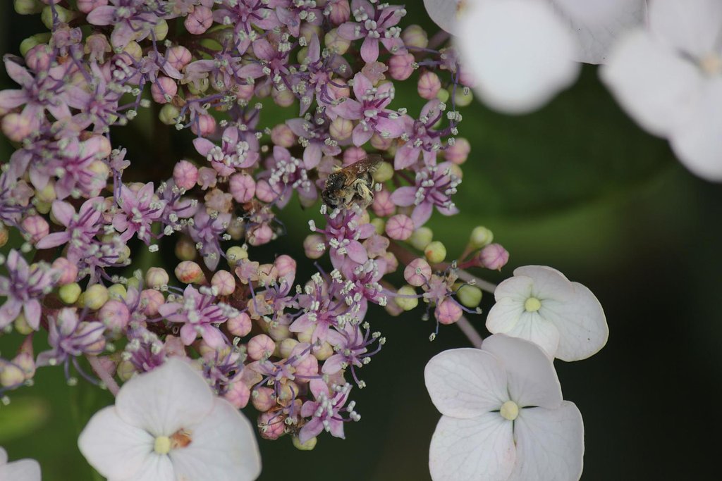 額紫陽花、小さくもぞもぞ