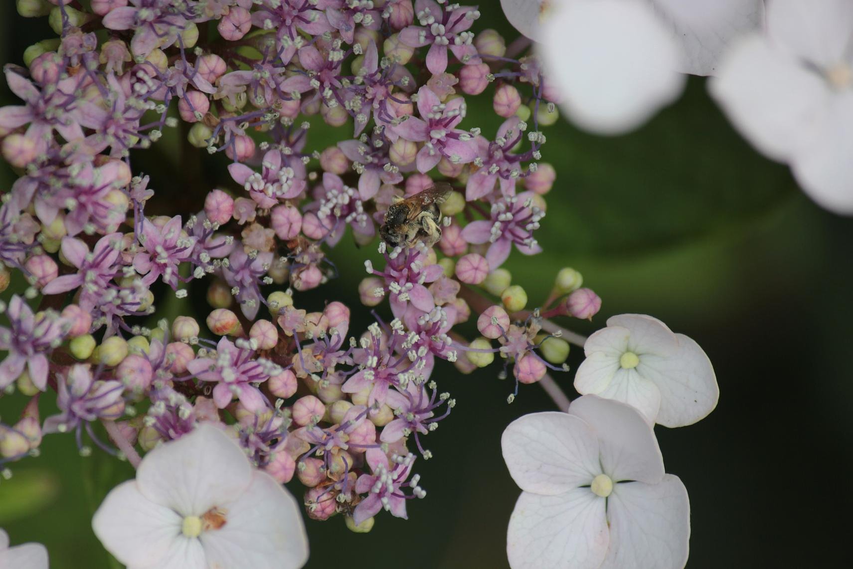 額紫陽花、小さくもぞもぞ