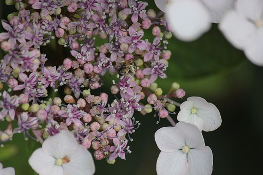 額紫陽花、小さくもぞもぞ