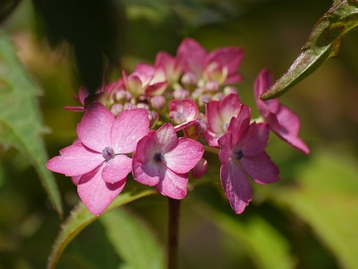 【影】紫陽花