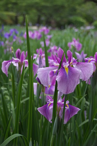 菖蒲で勝負