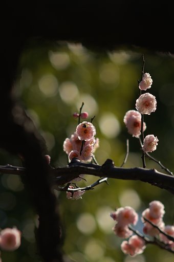 「春」梅、おまけ付き。