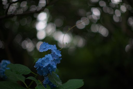 レモンがいっぱい