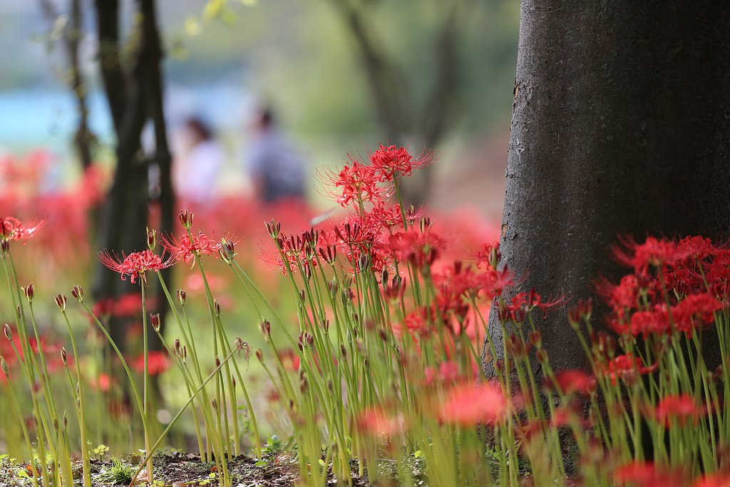 ヒガンバナ咲く公園