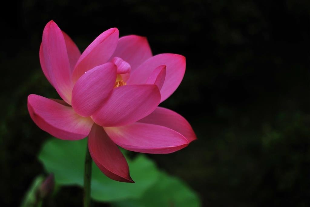 花蓮