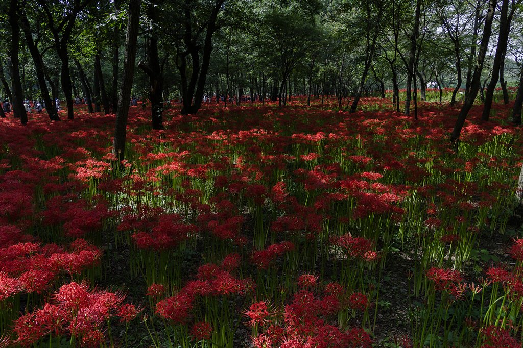 満開、曼珠沙華