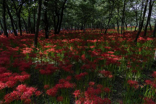 満開、曼珠沙華