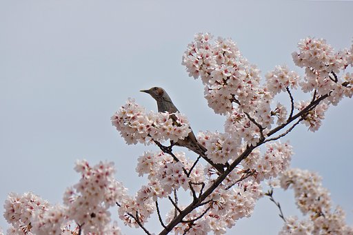 桜・ヒヨドリ
