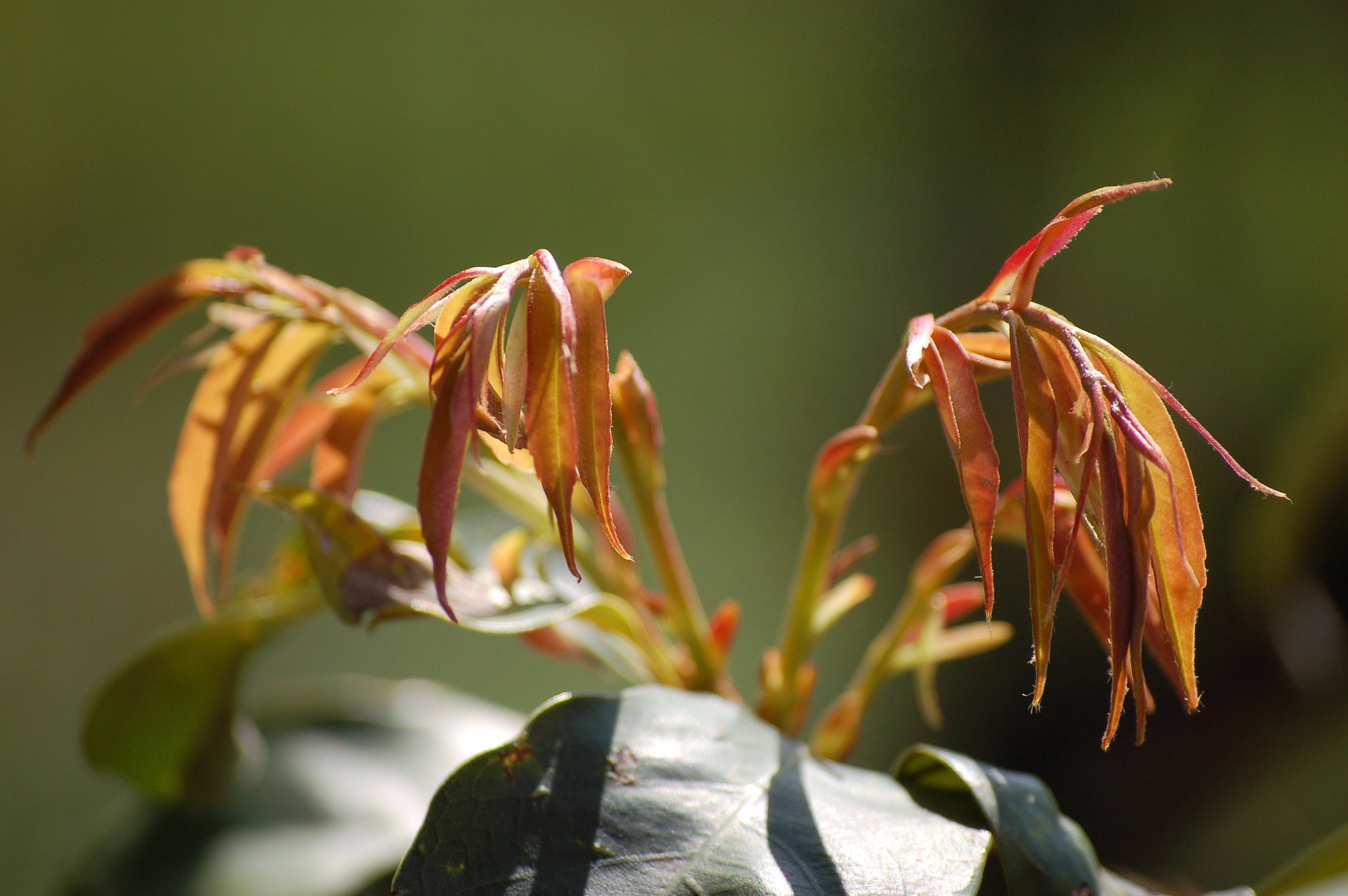 新芽