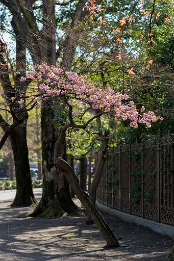 NIKKOR 105mm F2.5