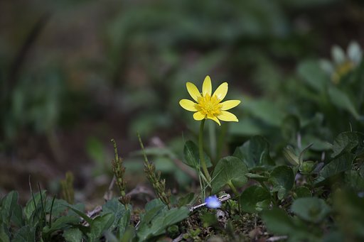 はぐればな