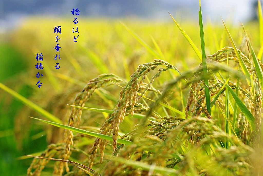 【秋】　稔り