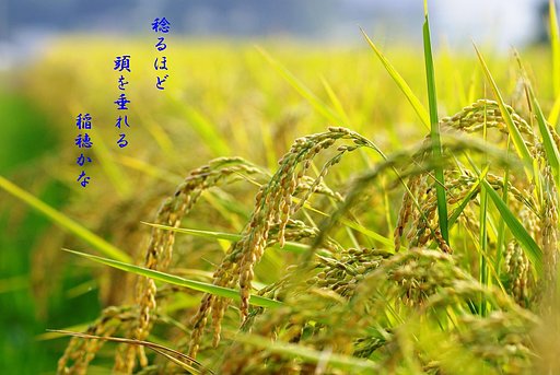 【秋】　稔り