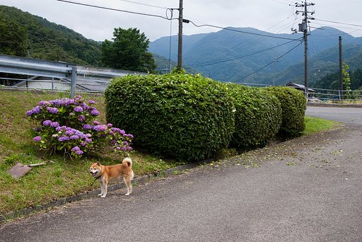 ツツジ剪定。