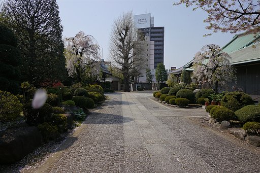 さくら吹雪