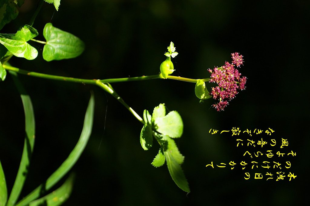 【秋】　のだけ