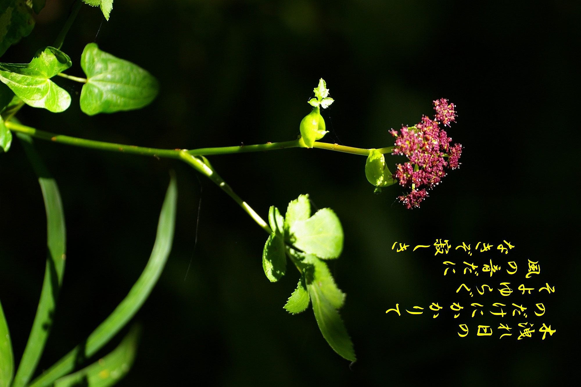 【秋】　のだけ