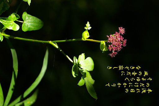 【秋】　のだけ