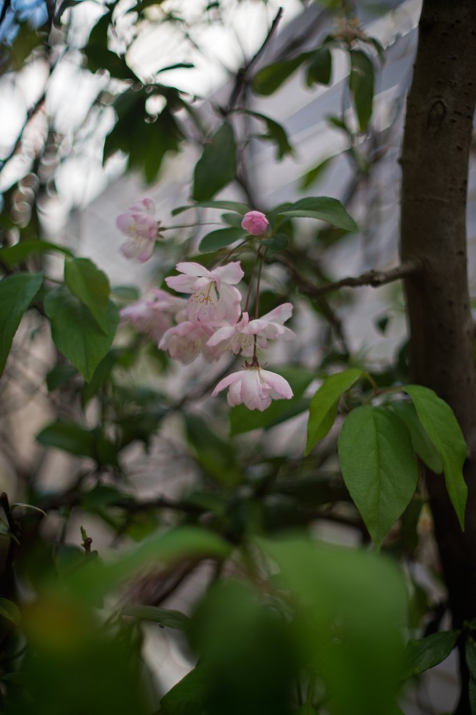 NIKKOR-S 50mm F1.4