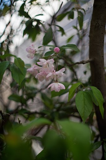 NIKKOR-S 50mm F1.4