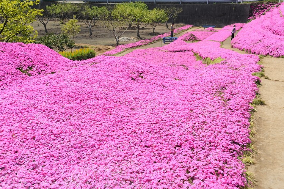 芝桜のある風景