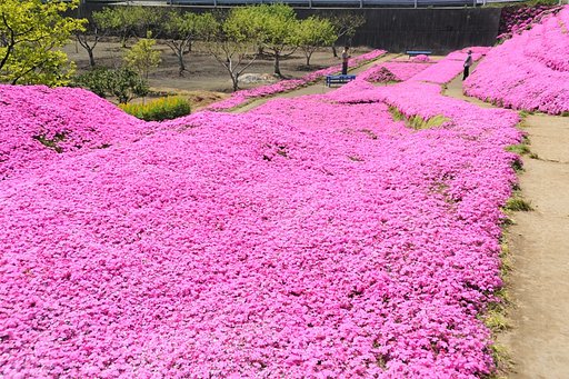 芝桜のある風景