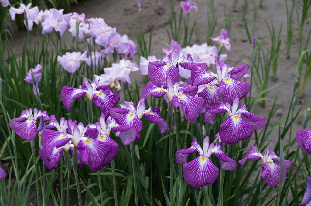 菖蒲で