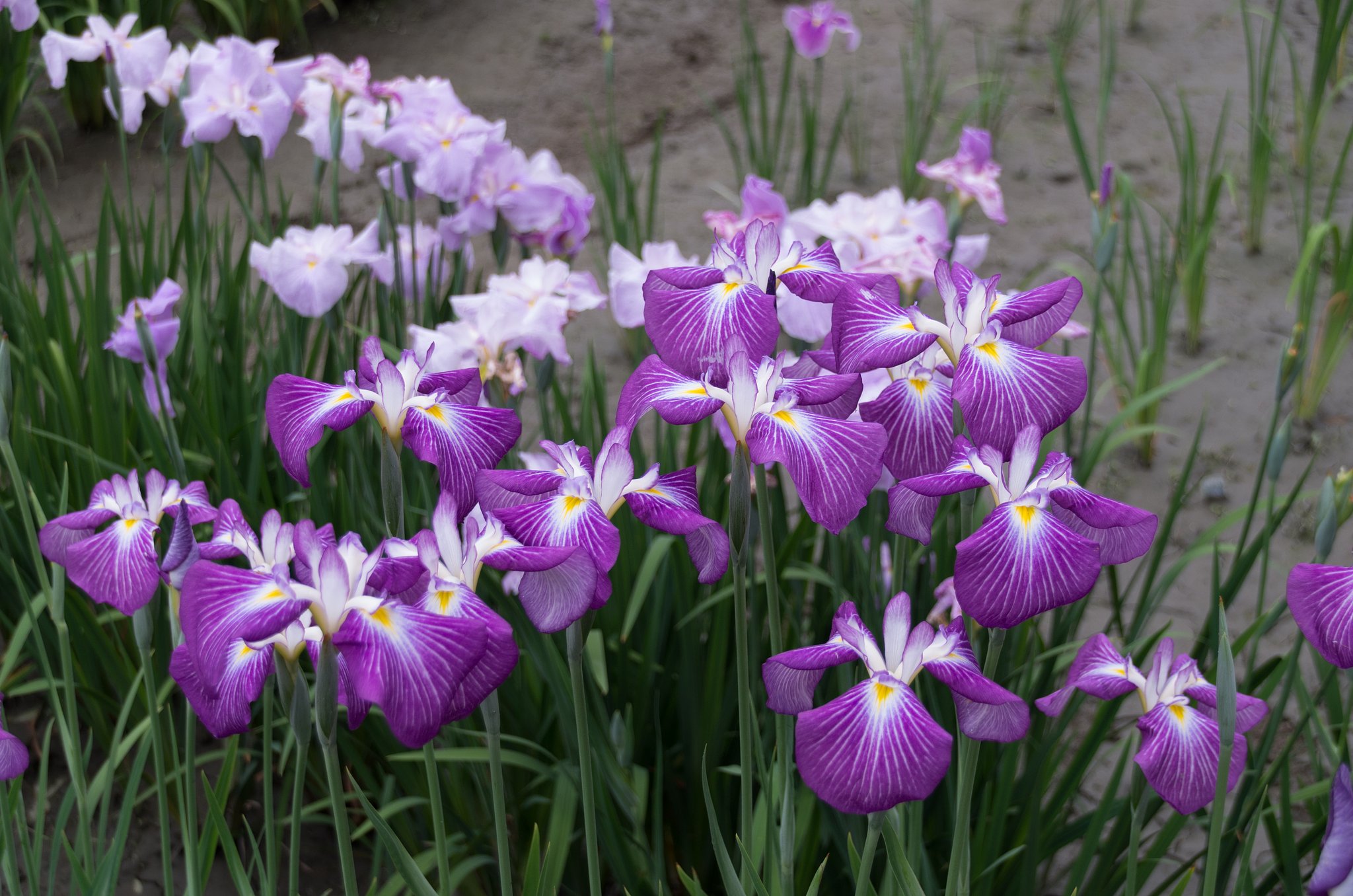 菖蒲で