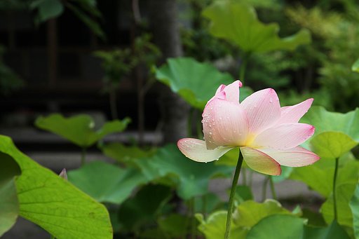 少し早いですけど