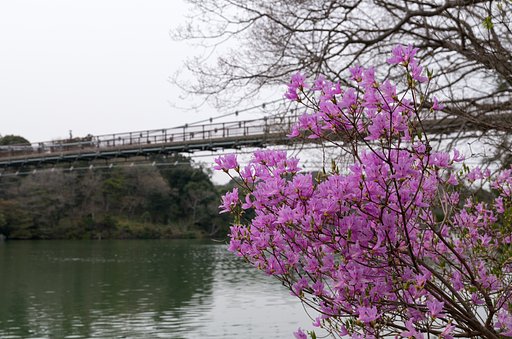 吊り橋