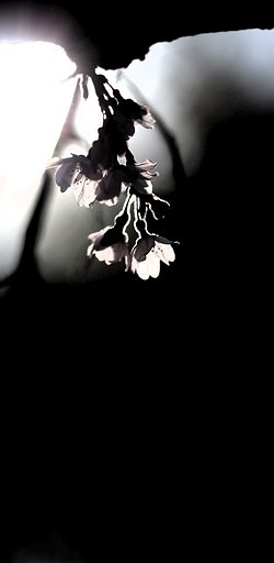 希望