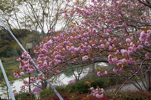 八重桜