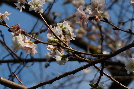 「ＫＯＢＵＫＵＳＡＫＵＲＡ］