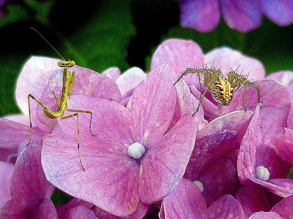 紫陽花の上で