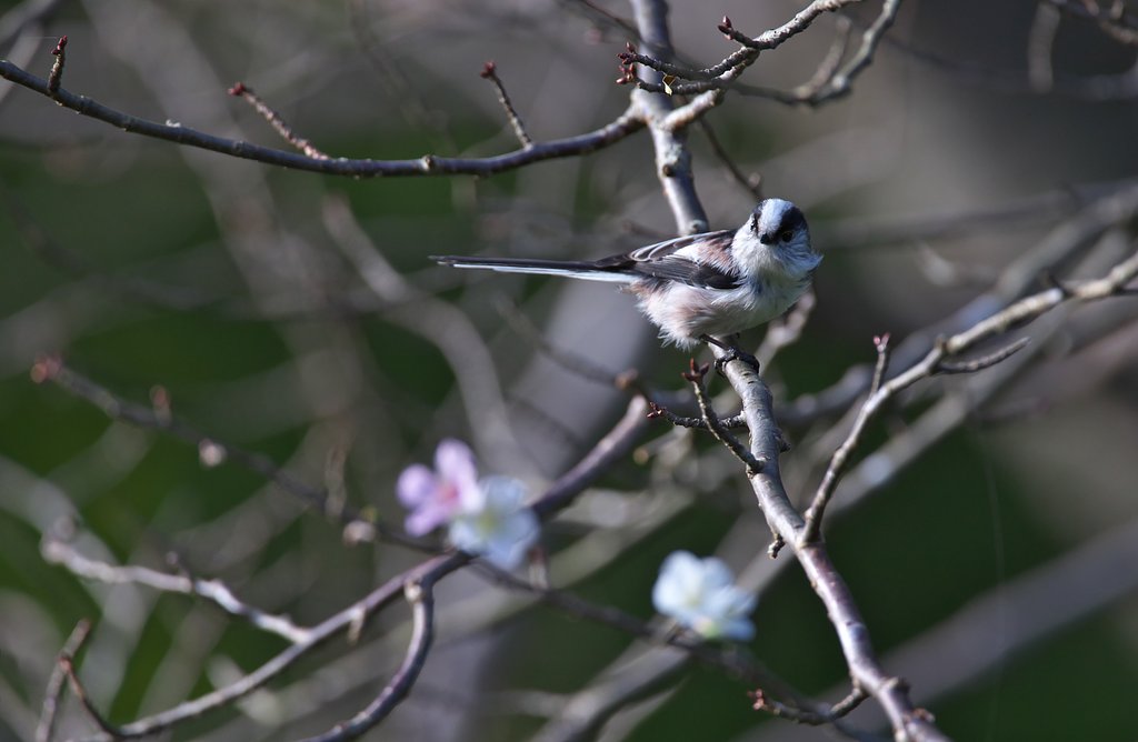 エナガ桜