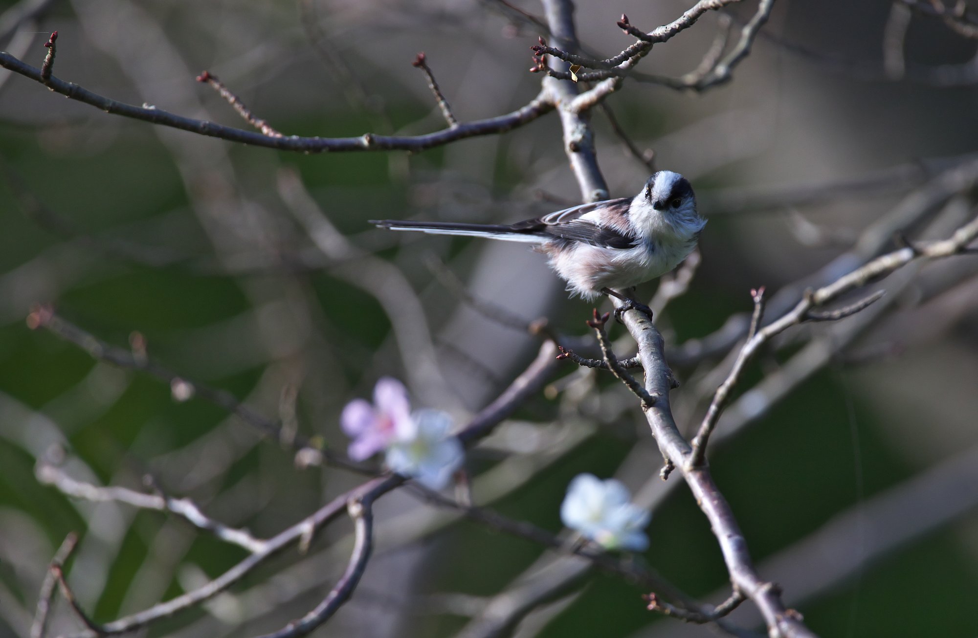 エナガ桜