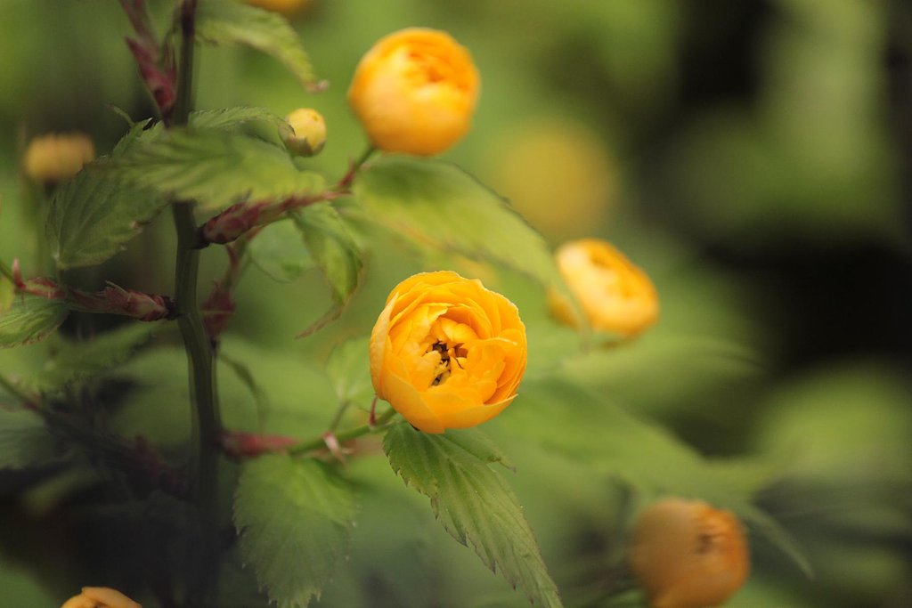 野薔薇のような山吹色の花。