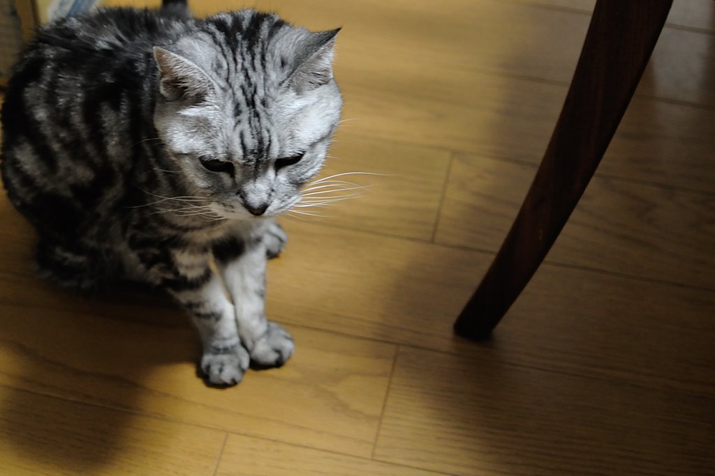 ねこ
