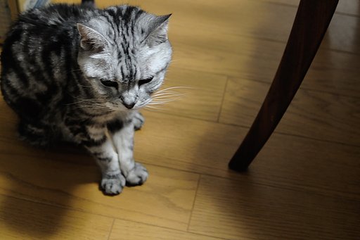 ねこ