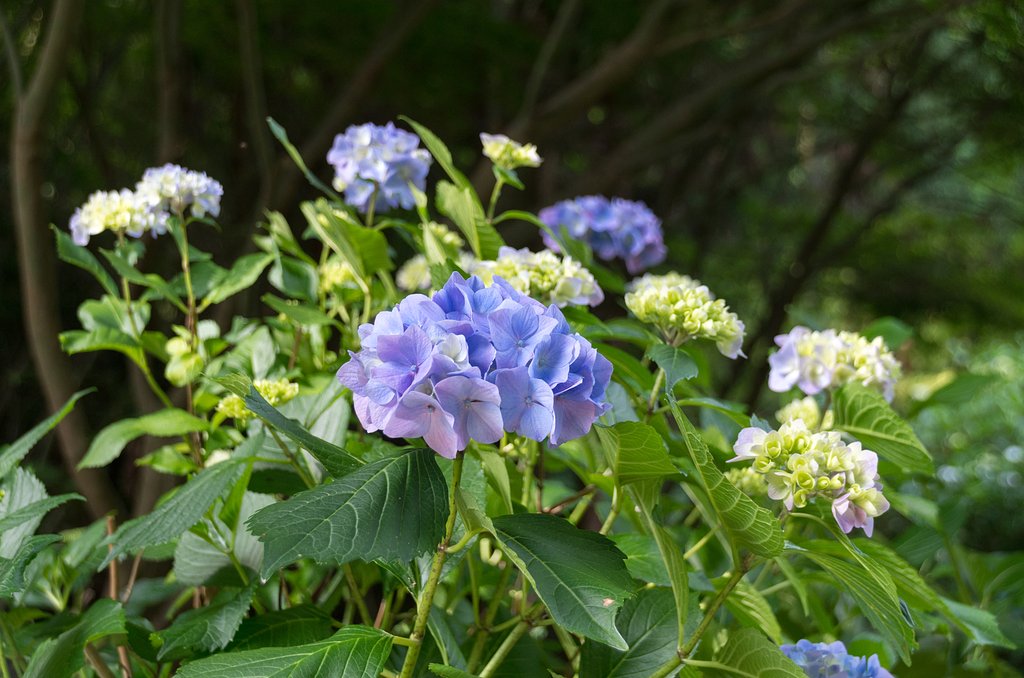 紫陽花