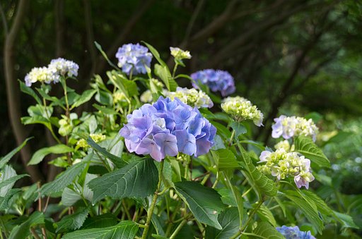 紫陽花