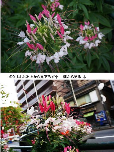 【クリオネ】