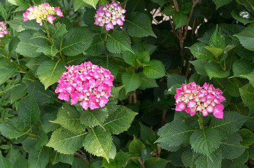 赤い紫陽花
