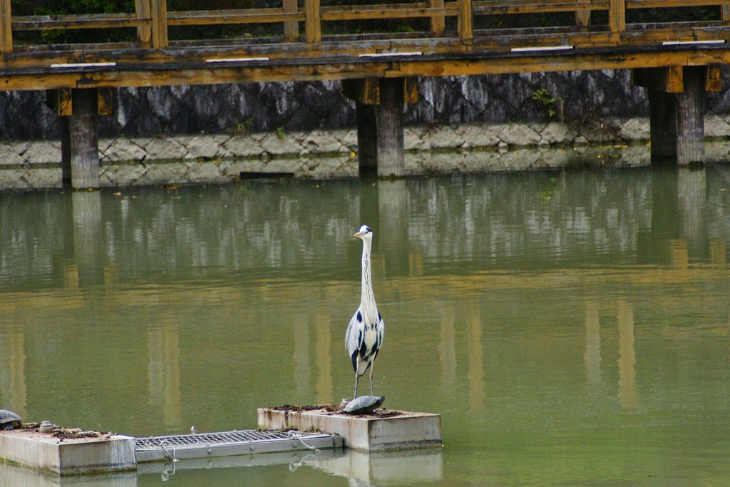 池の野鳥