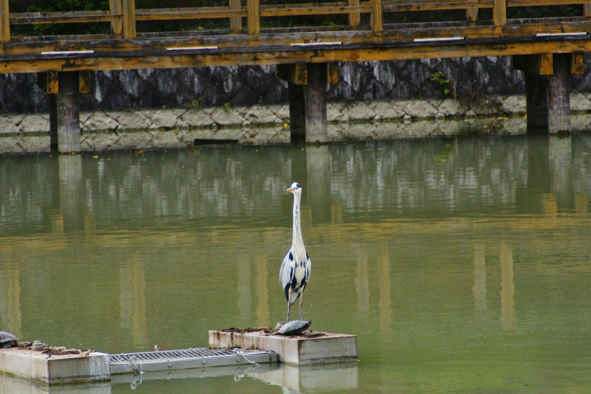 池の野鳥