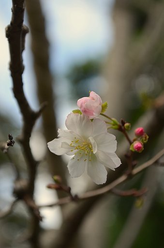 １０月桜