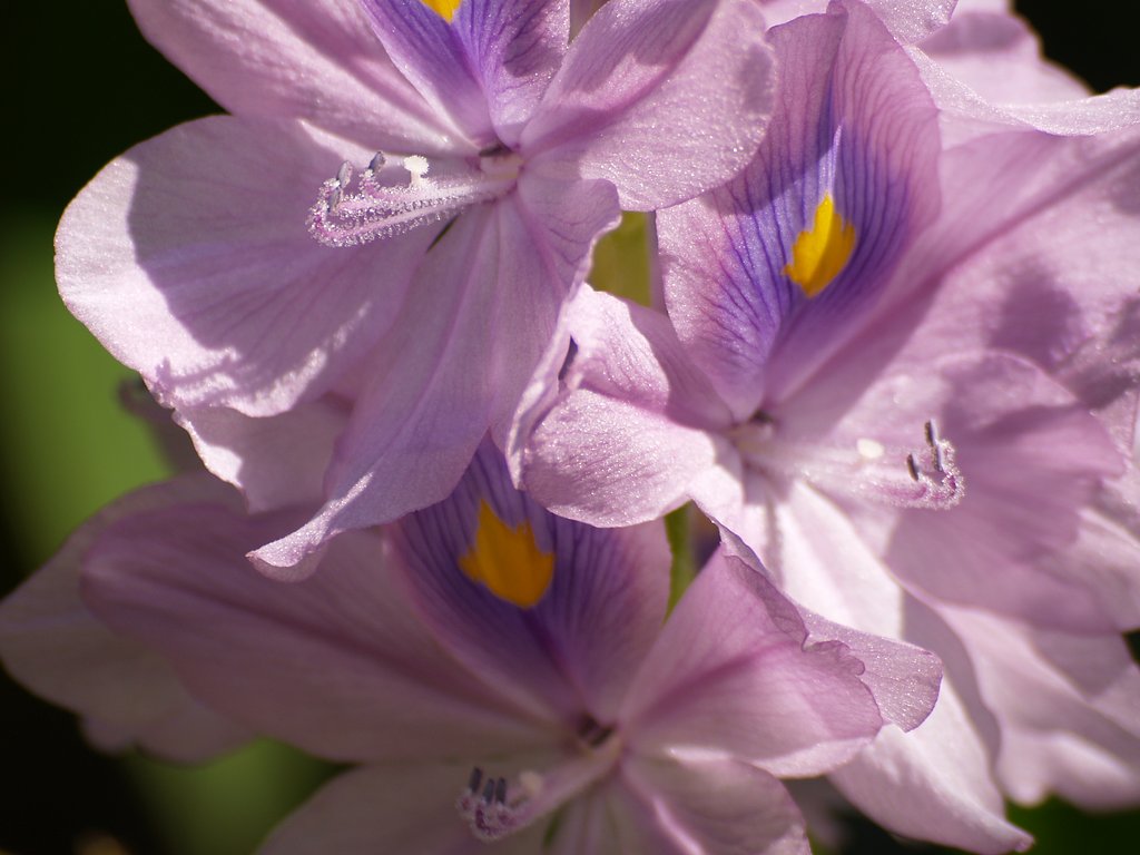 Water hyacinth