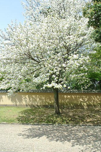 桜も色々