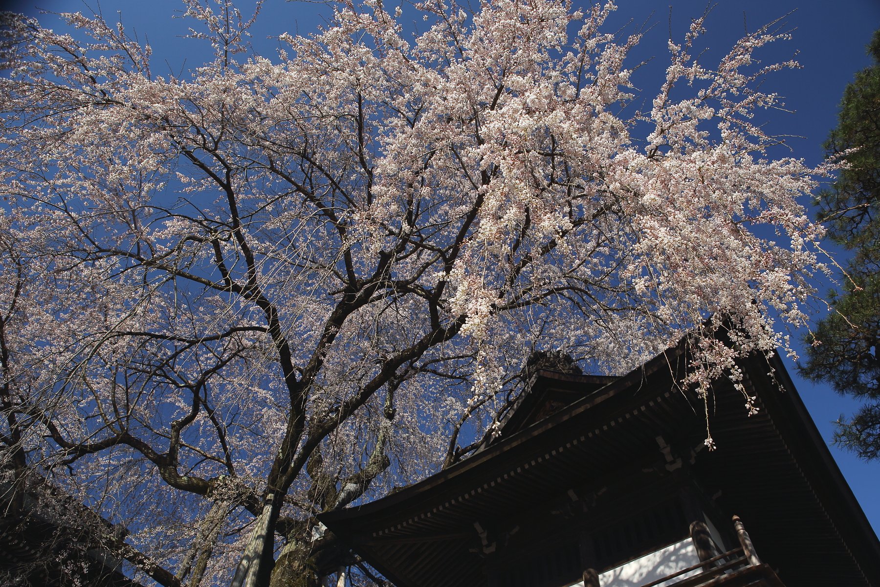 桜を追って