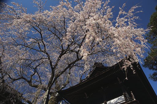 桜を追って